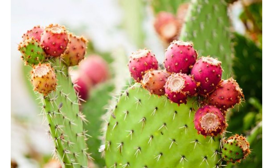 Prickly pear cactus in cosmetics is a real miracle cure!
